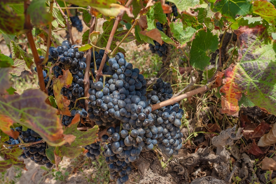 6 Bedroom Property for Sale in Lyndoch Western Cape